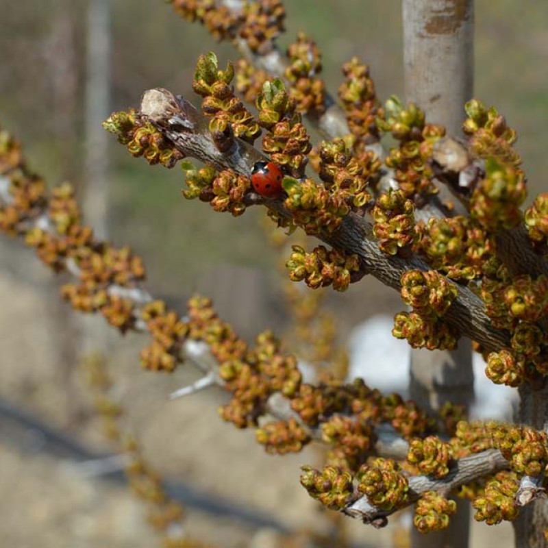 Male Sea buckthorn (Hippophae rhamnoides) POLLENIZER