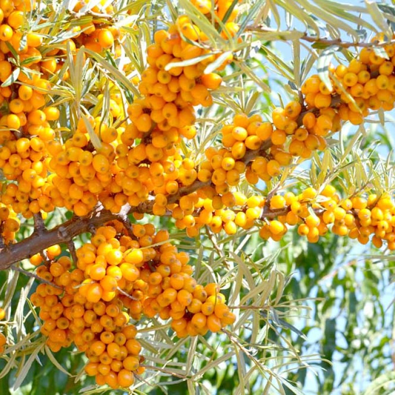 Rakytník rešetliakový (Hippophae rhamnoides) ORANGE ENERGY (S)