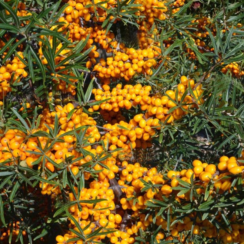 Rakytník rešetliakový (Hippophae rhamnoides) PODRUGA