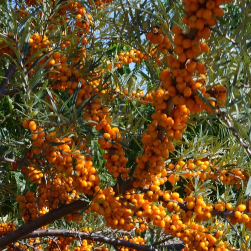 Sea buckthorn (Hippophae rhamnoides) VOROBYEVSKA