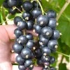 Ríbezľa čierna krík (Ribes nigrum) ČERNYJ BUMER®