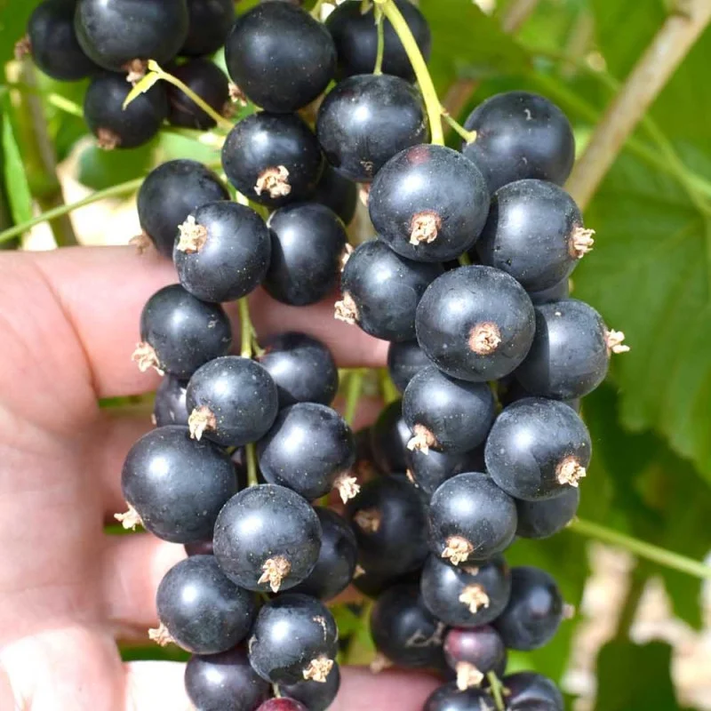 Ríbezľa čierna krík (Ribes nigrum) ČERNYJ BUMER®