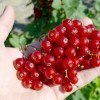 Ríbezľa červená krík (Ribes rubrum) JONKHEER VAN TETS