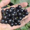 Black Currant shrub (Ribes nigrum) JUBILEJNAJA KOPANIJA