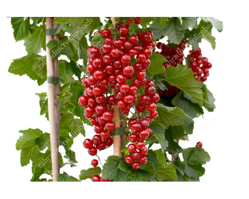 Rote Johannisbeere (Ribes rubrum) ROLAN (Strauch)