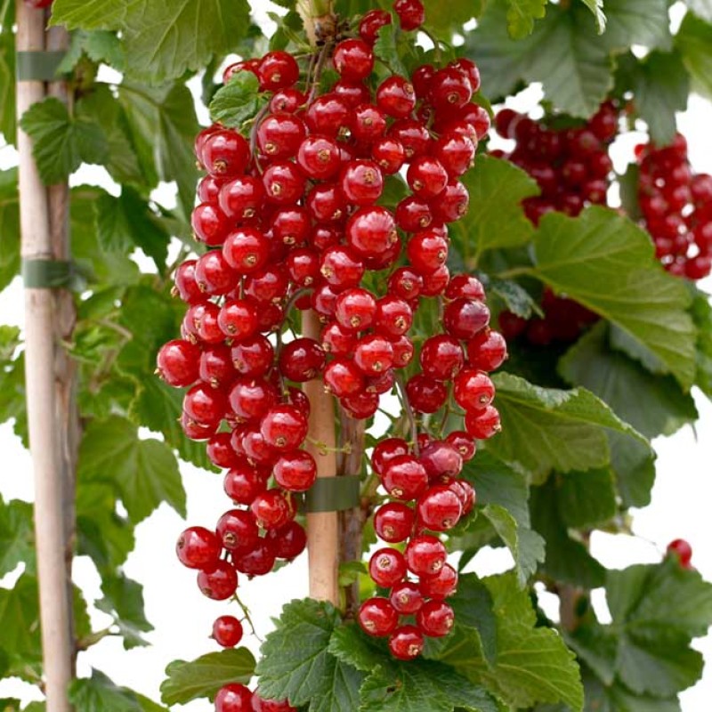 Ríbezľa červená (Ribes rubrum) ROLAN