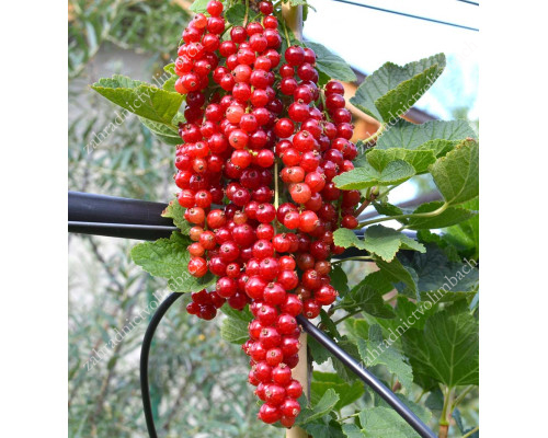 Rote Johannisbeere (Ribes rubrum) ROODNEUS® (Strauch)