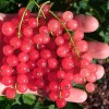 Ríbezľa červená stromček (Ribes rubrum) ROSETTA