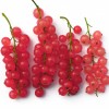 Ríbezľa červená stromček (Ribes rubrum) ROSETTA
