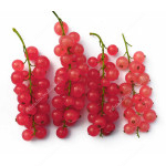 Rote Johannisbeere (Ribes rubrum) ROSETTA (Stamm)