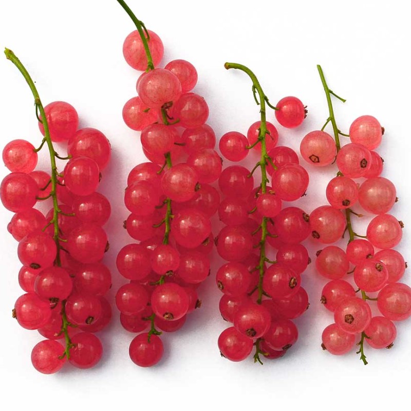 Ríbezľa červená stromček (Ribes rubrum) ROSETTA