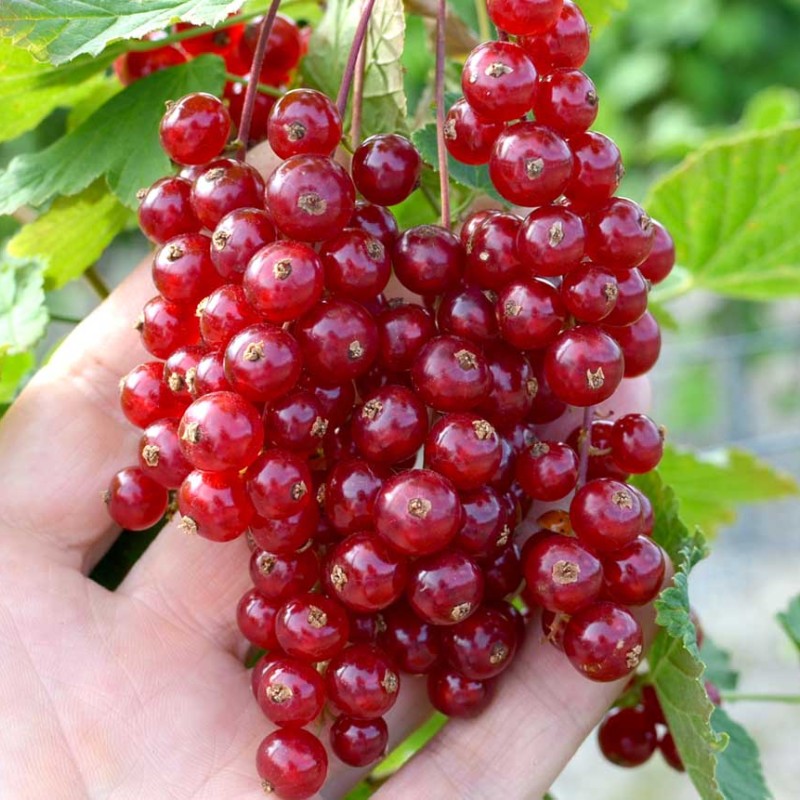 Ríbezľa červená (Ribes rubrum) ROVADA