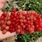 Anbauanleitung von Johannisbeeren