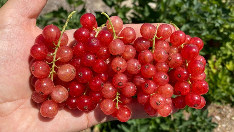 Pestovanie ríbezlí Pestovanie ríbezlí