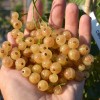 Ríbezľa biela krík (Ribes sativa) UMKA®