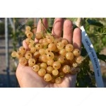Ríbezľa biela krík (Ribes sativa) UMKA®