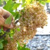 Ríbezľa biela krík (Ribes sativa) UMKA®
