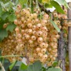 Ríbezľa biela krík (Ribes sativa) UMKA®