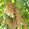 Ríbezľa biela krík (Ribes sativa) UMKA®