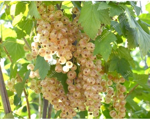 Ríbezľa biela stromček (Ribes sativa) UMKA® 