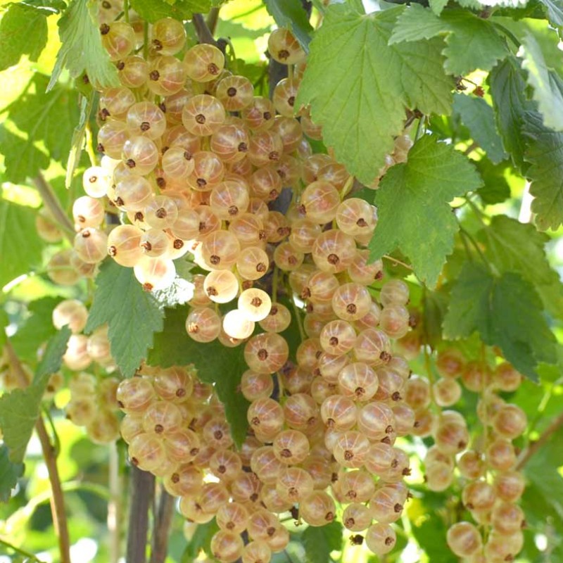 Ríbezľa biela krík (Ribes sativa) UMKA®