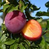 Sibírska slivka (Prunus x hybrid) DONČANKA RANNAJA