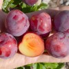 Sibírska slivka (Prunus x hybrid) DONČANKA RANNAJA
