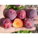 Siberian plum (Prunus x hybrid) DONCHANKA RANNAYA 