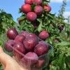 Sibírska slivka (Prunus x hybrid) DONČANKA RANNAJA