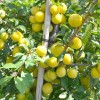 Siberian plum (Prunus x hybrid) GEK