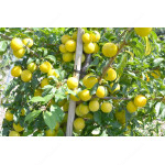 Sibirische Pflaume (Prunus x hybrid) GEK