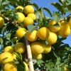 Siberian plum (Prunus x hybrid) GEK