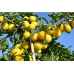 Sibirische Pflaume (Prunus x hybrid) GEK
