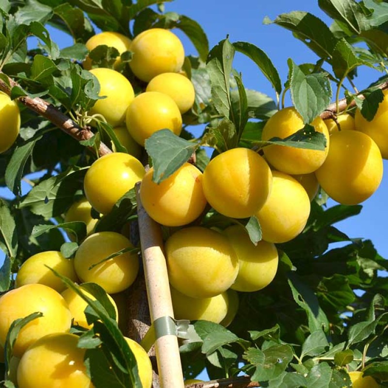 Siberian plum (Prunus x hybrid) GEK