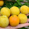 Siberian plum (Prunus x hybrid) GEK
