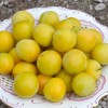 Siberian plum (Prunus x hybrid) GEK