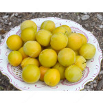 Siberian plum (Prunus x hybrid) GEK