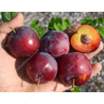 Siberian plum (Prunus x hybrid) KOMETA POZDNAYA