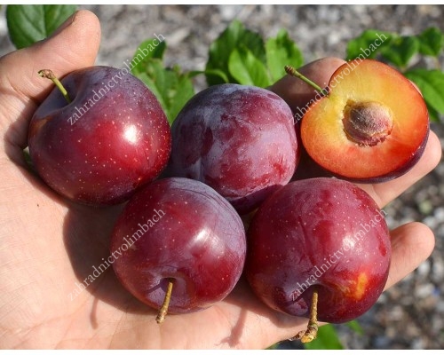 Sibirische Pflaume (Prunus x hybrid) KOMETA POZDNAJA