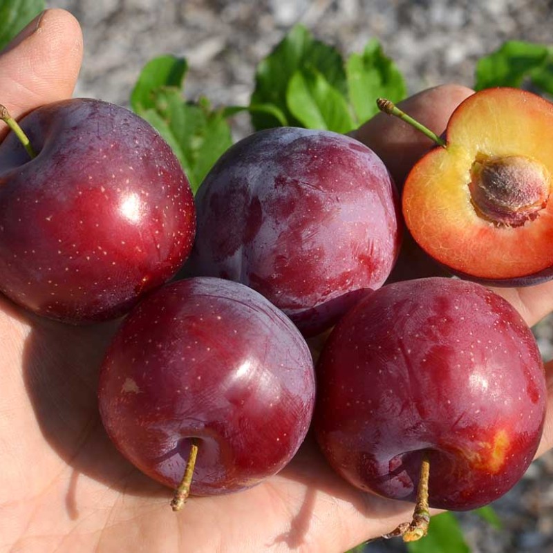 Siberian plum (Prunus x hybrid) KOMETA POZDNAYA