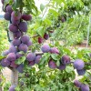 Siberian plum (Prunus x hybrid) KOMETA RANNAYA