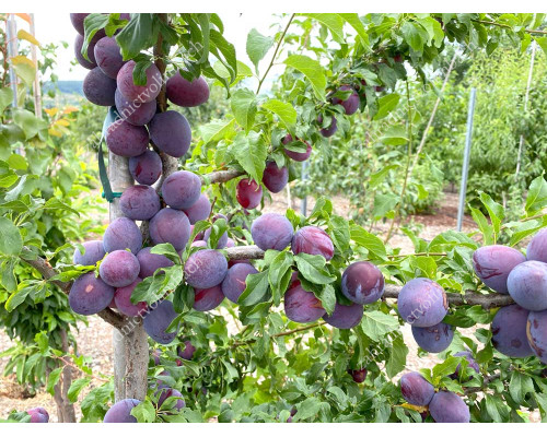 Siberian plum (Prunus x hybrid) KOMETA RANNAYA