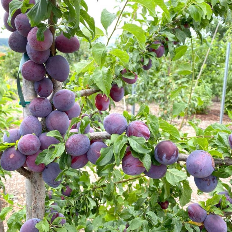 Siberian plum (Prunus x hybrid) KOMETA RANNAYA