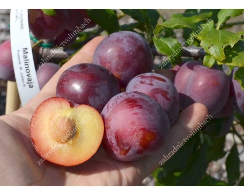 Siberian plum (Prunus x hybrid) MALINOVAYA