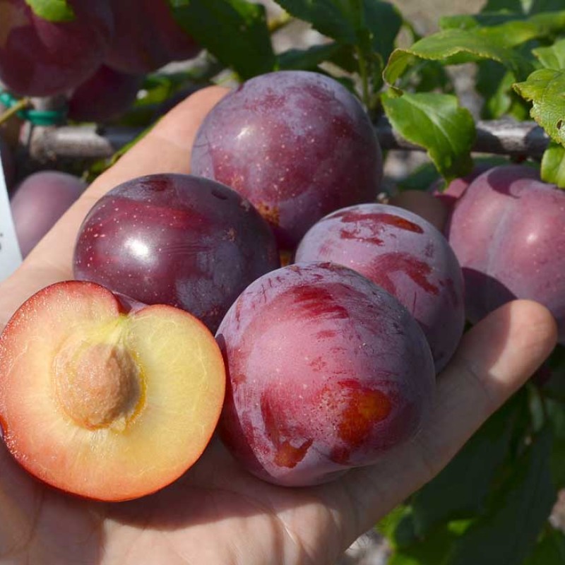 Sibirische Pflaume (Prunus x hybrid) MALINOVAJA