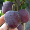 Sibirische Pflaume (Prunus x hybrid) OBILNAJA