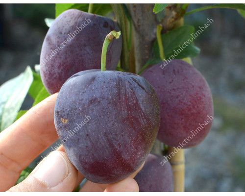 Siberian plum (Prunus x hybrid) OBILNAYA