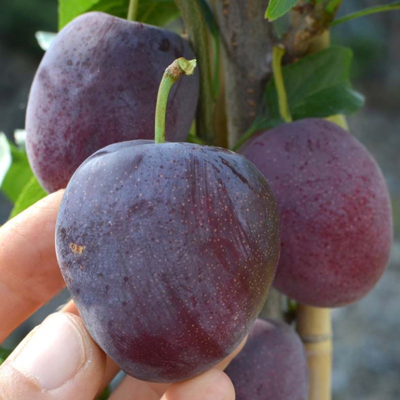 Sibirische Pflaume (Prunus x hybrid) OBILNAJA