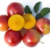 Siberian plum (Prunus x hybrid) PLAMENNAYA