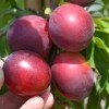 Siberian plum (Prunus x hybrid) SHATER